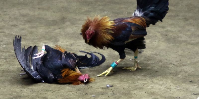 The Most Popular Forms of Cockfighting Apaldo Right Now  