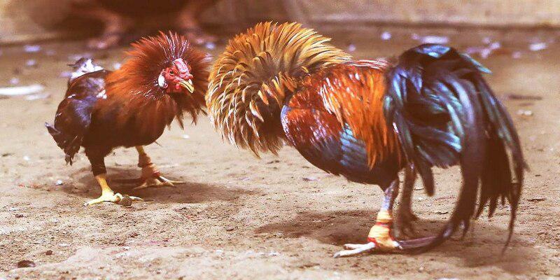 Purebred Cockfighting  